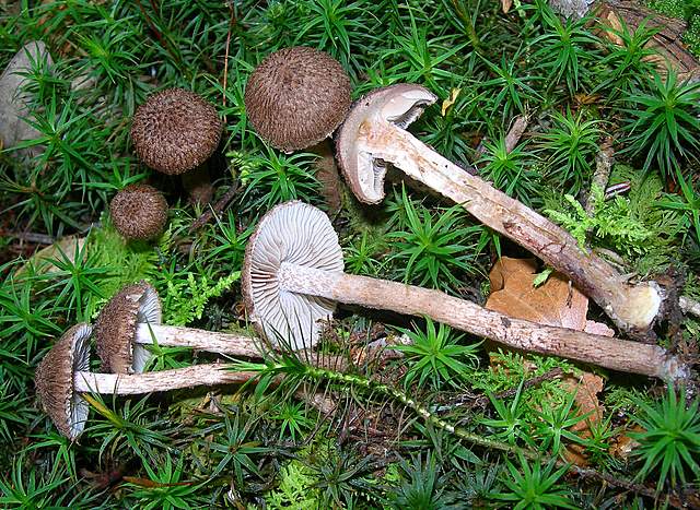 La Flora fungina negli aspetti microclimatici subtropicali